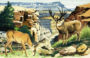 Mule deer at the Grand Canyon National Park by English School