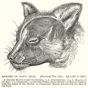 Muscles of Dog