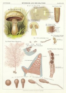 Mushroom and Red Seaweed by English School