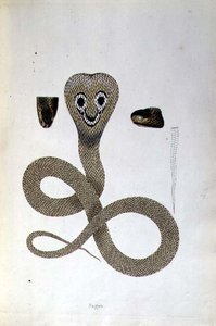 Nagoo Snake from 