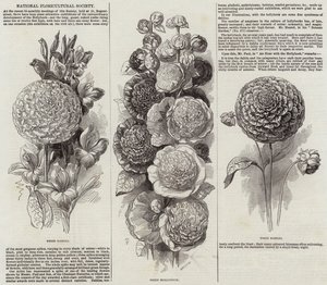 National Floricultural Society by English School