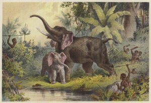 Natives Spearing an Elephant