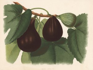 Negro Large Fig