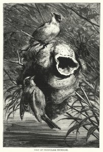 Nest of Penduline Titmouse by English School