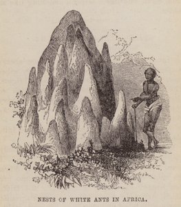 Nests of white ants in Africa by English School