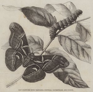 New Silkworm Moth (Saturnia Cynthia), Caterpillar, and Cocoon by English School