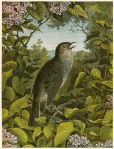 Nightingale by English School