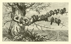 Nineteen Birds by English School