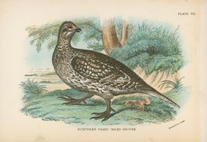 Northern Sharp-Tailed Grouse by English School