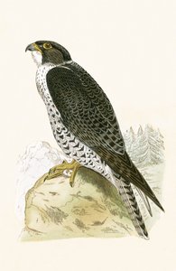 Norwegian Jer-Falcon, Illustration from 