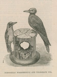 Norwegian Woodpeckers and Telegraph Pole by English School