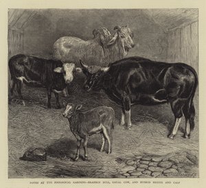 Notes at the Zoological Gardens, Brahmin Bull, Gayal Cow, and Hybrid Heifer and Calf by English School