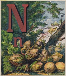Nut by English School