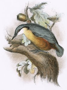 Nuthatch