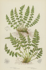 Oblong Woodsia, Round-Leaved Woodsia by English School