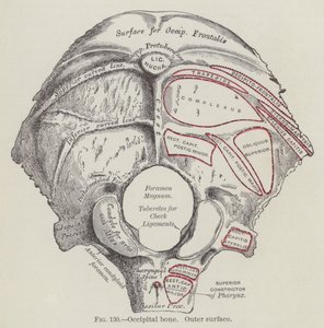 Occipital bone, outer surface (engraving) by English School