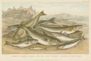 Ocean Fish by English School