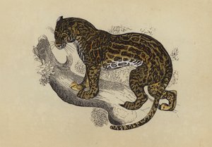 Ocelot by English School