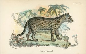 Ocelot by English School