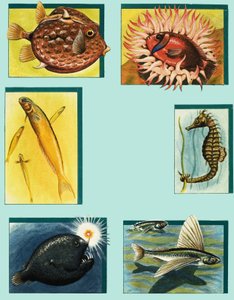 Oddities Under the Ocean by English School