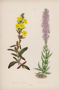 Oenothera Pumila; Veronica Incisa by English School