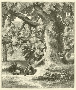 Old Walnut Tree at Mentmore