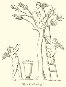 Olive Gathering by English School