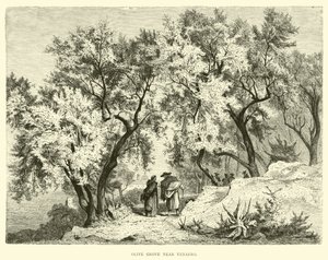 Olive Grove near Venafro by English School