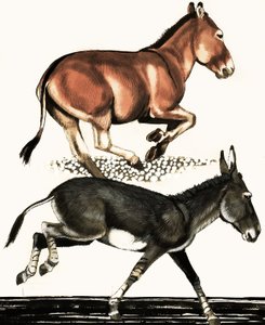 Onager and Somalian Wild Ass