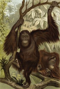 Orangutan