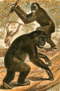 Orangutan and Gorilla by English School