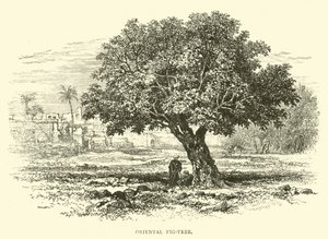 Oriental Fig-Tree by English School