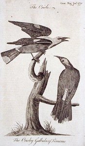 Oriole, from 