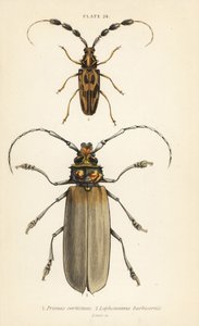 Orthomegas cinnamomeus, Prionus corticinus, and Batus barbicornis, Lophonocerus barbicornis