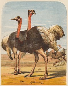 Ostriches by English School