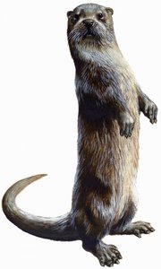 Otter by English School