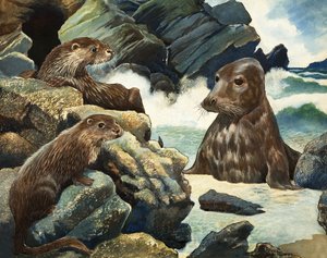Otters and Walrus