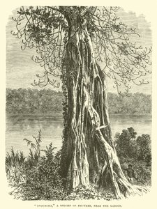 Ovouncha, a species of Fig-tree, near the Gaboon by English School