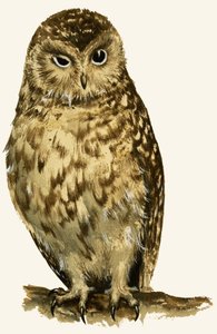Owl by English School