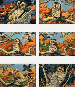 Owls