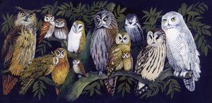 Owls
