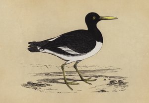 Oyster-Catcher
