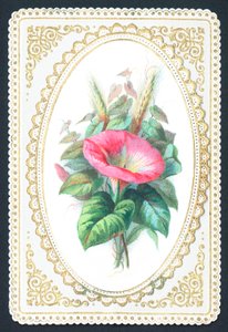 Pink Petunia Flower by English School