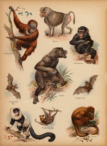 Page from The Little Folks’ Picture Natural History, c 1900