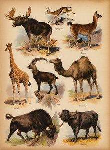Page from The Little Folks’ Picture Natural History, c 1900
