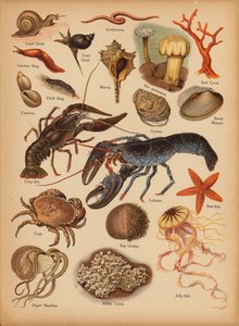 Page from The Little Folks’ Picture Natural History, c 1900