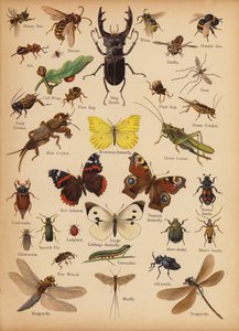 Page from The Little Folks’ Picture Natural History, c 1900 by English School