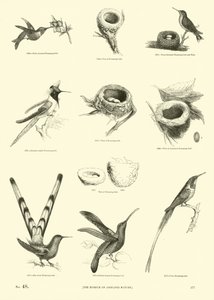 Page from The Pictorial Museum of Animated Nature