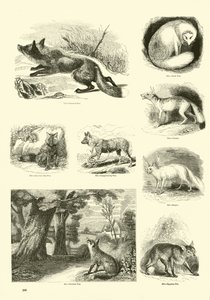Page from The Pictorial Museum of Animated Nature
