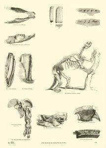 Page from The Pictorial Museum of Animated Nature